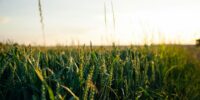 green wheat field during daytime