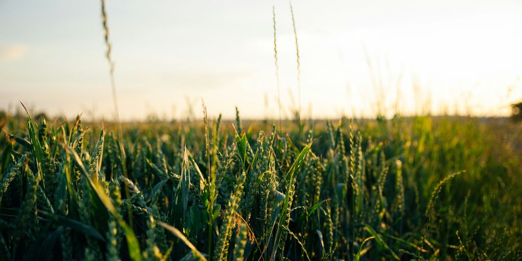 green wheat field during daytime